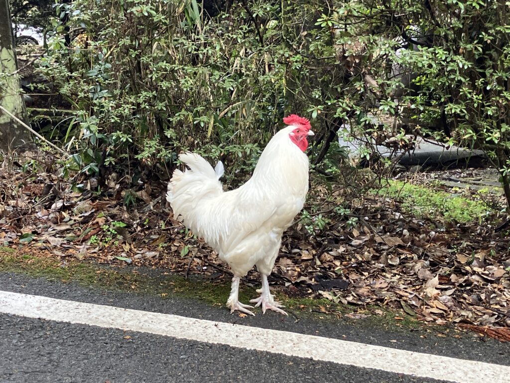 眷族のような雄鶏